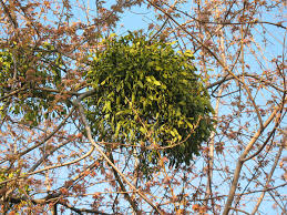 Image result for Viscum shirense