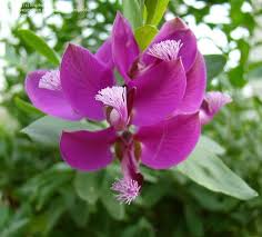 Image result for Polygala schinziana