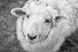 Black And White Sheep Picture Sheep Art Black And White Sheep Print Farm Art Rustic Etsy Animal Photography Sheep Art Animals
