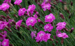 Check out our dianthus seeds selection for the very best in unique or custom, handmade pieces from our other greenery shops. Photo Of The Bloom Of Cheddar Pink Dianthus Gratianopolitanus Tiny Rubies Posted By Dirtdorphins Garden Org