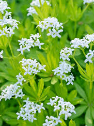 Image result for Galium