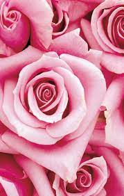 Rose Flower Background Wallpaper Rozaap Flower Background Iphone Flower Backgrounds Rose
