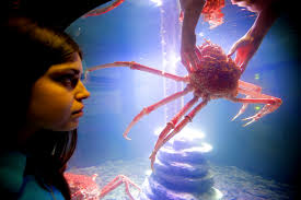 Two fossil species of this genus have been found, macrocheira ginzanensis and macr. Giant Japanese Spider Crab At Istanbul Aquarium Daily Sabah