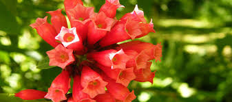 Image result for Cestrum elegans