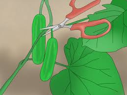 Some cucumbers need to climb and need supporting bamboo or plastic supports, the ones we use for canning are smaller and grow without support. How To Grow Cucumbers In Pots With Pictures Wikihow