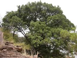 Image result for Manilkara obovata