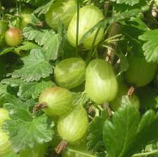 We did not find results for: Stachelbeere Gelbgrun Ribes Uva Crispa Invicta