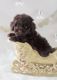 Nov 01, 2020 · teacup poodle size: Chocolate Toy Poodle Puppy 294 Teacup Puppies Teacup Puppies Poodle Puppy Puppies