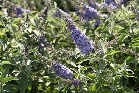 Image result for Buddleja davidii