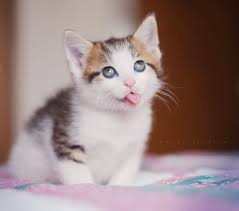 Kitten pictures are like medicine for the soul. Totally Irresistible Funny Cute Cats Kittens Cutest Kitten Pictures