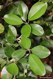 Image result for Manilkara kauki