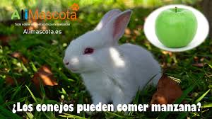 Los Conejos Pueden Comer Manzana Alimentacion Para Mascotas El pan es dañino para los conejos porque contiene almidón, que un difícilmente. los conejos pueden comer manzana
