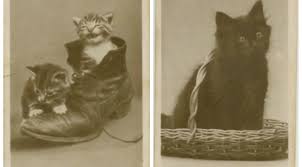 Image result for lolcats