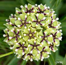 Find Milkweed Plants And Milkweed Seeds For Monarchs 25 Milkweed Plant Milkweed Seeds Unusual Flowers