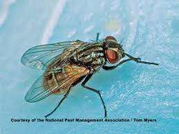 Get Rid Of House Flies House Fly Control Information