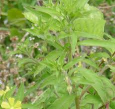 Image result for Ludwigia leptocarpa