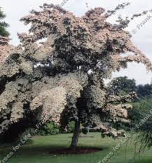 The consumer can get it in the tree form or the shrub form, but either. Buy Chinensis Dogwood Tree Tree Online Free Uk Delivery Free Tree Warranty