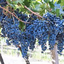 Image result for Vitis vinifera