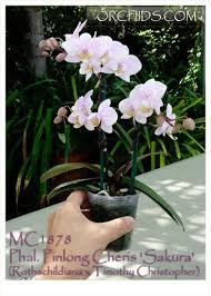 Mf doom is given his flowers, plus appearances from mc jada imani and stanley ipkuss. Phal Pinlong Cheris Sakura Rothschildiana X Timothy Christopher Orchids Phalaenopsis Orchid Orchid Plants