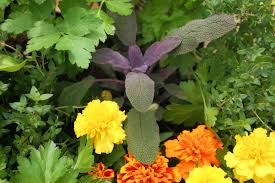 Thank you for taking the time to read our article on companion planting charts, guides, and pdfs. Companion Planting Explanation And Free Printable Guide