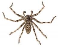 Image result for how many poisonous spiders are there in kentucky
