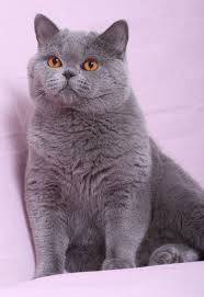 They're very friendly and playful. British Shorthair Adult Tomcat For Sale British Kurzhaar