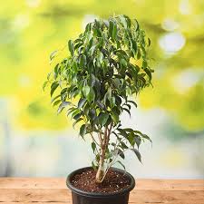 Image result for Ficus benjamina