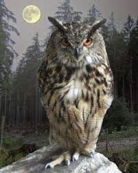Bird That Sounds Like An Owl In The Morning Good Morning Owl Family Goodmorning Owls Owlphotography Nature Iloveowls Naturephotography Wildlifephotography Owly In 2020 Horned Owl Owl