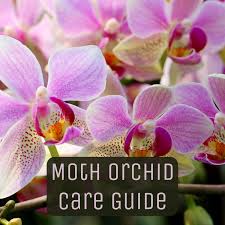 Each year a phalaenopsis will grow one or two new leaves. How To Care For A Phalaenopsis Orchid Dengarden