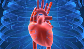 We did not find results for: Human Heart Anatomy Function Facts Live Science
