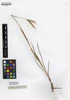 Image result for Diheteropogon amplectens
