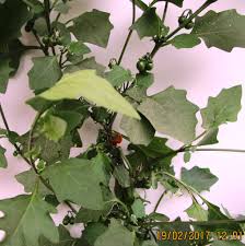 Image result for Solanum sp.no.2
