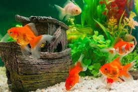 Ternak ikan lele juga cenderung cepat dipanen, apalagi bagi anda yang memulainya dengan fokus pada pembibitan. Tips Menjalankan Bisnis Ikan Hiastips Menjalankan Bisnis Ikan Hias