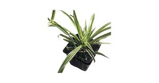 Image result for Chlorophytum ruahense