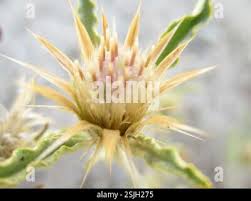 Image result for Dicoma capensis