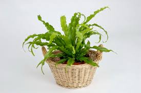 Image result for sleziník Asplenium
