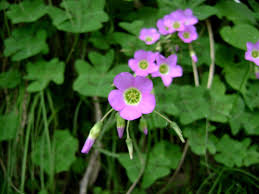 Image result for Oxalis tetraphylla