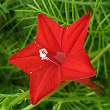 Image result for Ipomoea quamoclit