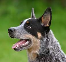 Read our guide for the most up to date information on this amazing cross breed! How To Breed A Blue Heeler Border Collie Mix Quora
