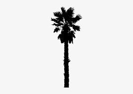 Maybe you would like to learn more about one of these? 4110 Clipart Live Oak Tree Silhouette California Palm Tree Vector Transparent Png 500x500 Free Download On Nicepng