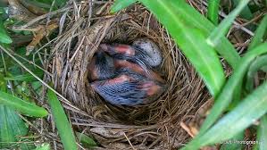 5 Days Old Baby Red Cardinal Bird Cardinal Birds Red Cardinal Bird