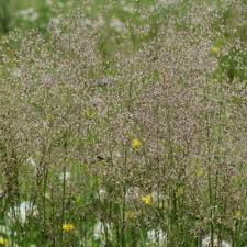 Image result for Agrostis quinqueseta