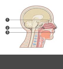 The two openings in the nose care called nostrils, or napes. Nose And Nasal Cavity Structure Functions
