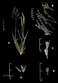 Image result for Sporobolus coromandelianus