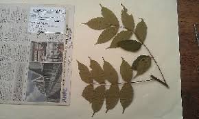 Image result for Lannea antiscorbutica