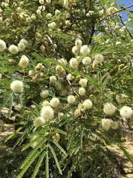 Image result for Stolzia williamsonii