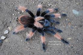 Image result for Emilia brachycephala