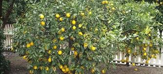 Do Pear Trees Need To Cross Pollinate Funsabiam Com Co