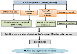 Image result for Neonatal Sepsis