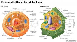 Pajak penghasilan dan definisi pph adalah dapat ditemukan dalam panduan lengkap mulai dari jenis, objek, subjek, tarif pph, contoh hitung. Siapa Yang Hidup Lebih Lama Tumbuhan Atau Hewan Halaman All Kompasiana Com